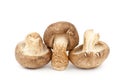 Fresh Shiitake Mushroom Royalty Free Stock Photo