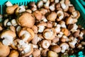 Fresh Shiitake Mushroom in Basket Royalty Free Stock Photo