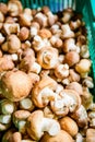 Fresh Shiitake Mushroom in Basket Royalty Free Stock Photo