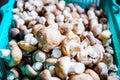 Fresh Shiitake Mushroom in Basket Royalty Free Stock Photo