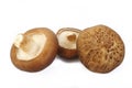 Fresh shiitake mushroom isolated Royalty Free Stock Photo