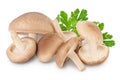 Fresh Shiitake mushroom isolated on white background with clipping path and full depth of field. Royalty Free Stock Photo