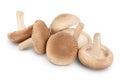 Fresh Shiitake mushroom isolated on white background with clipping path and full depth of field. Royalty Free Stock Photo