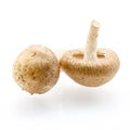 Fresh Shiitake Mushroom Royalty Free Stock Photo