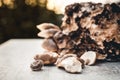 Fresh shiitake mushrooms growing up on mycelial block Royalty Free Stock Photo