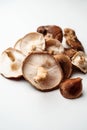 Fresh shiitake mushrooms Royalty Free Stock Photo