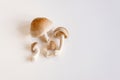 Fresh shiitake mushrooms lie on a white background. Top view close up. Royalty Free Stock Photo