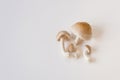 Fresh shiitake mushrooms lie on a white background. Top view close up. Royalty Free Stock Photo