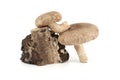 Fresh shiitake mushrooms near birch stump over white Royalty Free Stock Photo