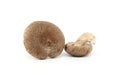 Fresh shiitake mushrooms over white background Royalty Free Stock Photo