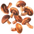 Fresh shiitake mushrooms set isolated, close up, organic food concept, hand drawn watercolor illustration on white Royalty Free Stock Photo