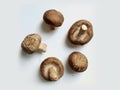 Fresh Shiitake mushrooms top view on white background. Royalty Free Stock Photo