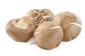 Fresh shiitake mushrooms Royalty Free Stock Photo