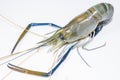 Fresh shimp or fresh king prawn Royalty Free Stock Photo