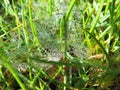 Fresh and shiny water drops on the green grass