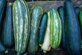 Fresh and shiny zucchinis or courgettes known also as summer squash, a delicious vegetable consumed either raw in salads Royalty Free Stock Photo