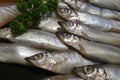 Fresh Shishamo fish Royalty Free Stock Photo