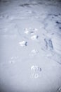 Fresh shoeprints in the snow