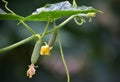 Fresh shoots of cucumber grow in greenhouse