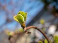 Fresh shoots of a kiwi bush in the garden