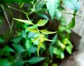 Fresh Shoots or Kopal of Neem Plant.