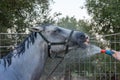 Fresh Shower for Horse after Training at the Equestrian School