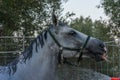 Fresh Shower for Horse after Training at the Equestrian School