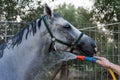 Fresh Shower for Horse after Training at the Equestrian School