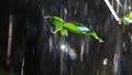 Fresh showers and sparkling raindrops falling on green leaves