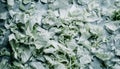 Fresh shredded cabbage on a light table, closup Royalty Free Stock Photo