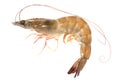 Fresh shrimp Royalty Free Stock Photo