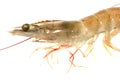 Fresh shrimp Royalty Free Stock Photo