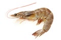 Fresh shrimp Royalty Free Stock Photo