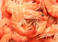 Fresh shrimp Royalty Free Stock Photo