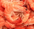 Fresh shrimp