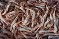 Fresh shrimp Royalty Free Stock Photo