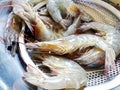 Fresh shrimp in a colander/Seafood Royalty Free Stock Photo