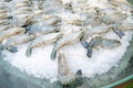 Fresh shrimp on ice Royalty Free Stock Photo