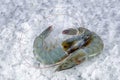 Fresh shrimp on the ice isolated white background, top view, flat lay Royalty Free Stock Photo