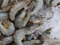 Fresh Shrimp on ice Royalty Free Stock Photo