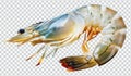 Fresh Shrimp Illustration, Seafood Ingredient Royalty Free Stock Photo