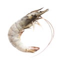 fresh shrimp isolated on white Royalty Free Stock Photo