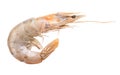 Fresh shrimp isolated on white background. Clipping path Royalty Free Stock Photo