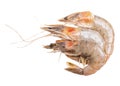 Fresh shrimp isolated on white background. Clipping path Royalty Free Stock Photo