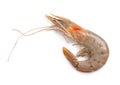 Fresh shrimp isolated on white background. Clipping path Royalty Free Stock Photo