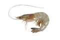 Fresh shrimp isolated on white Royalty Free Stock Photo