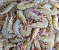 Fresh shrimp in the market Royalty Free Stock Photo
