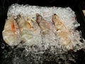 Fresh shrimp or prawn with ice Royalty Free Stock Photo