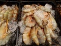 Fresh shrimp or prawn with ice Royalty Free Stock Photo