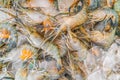 Fresh Shrimp or Prawn on Ice for selling at seafood market Royalty Free Stock Photo